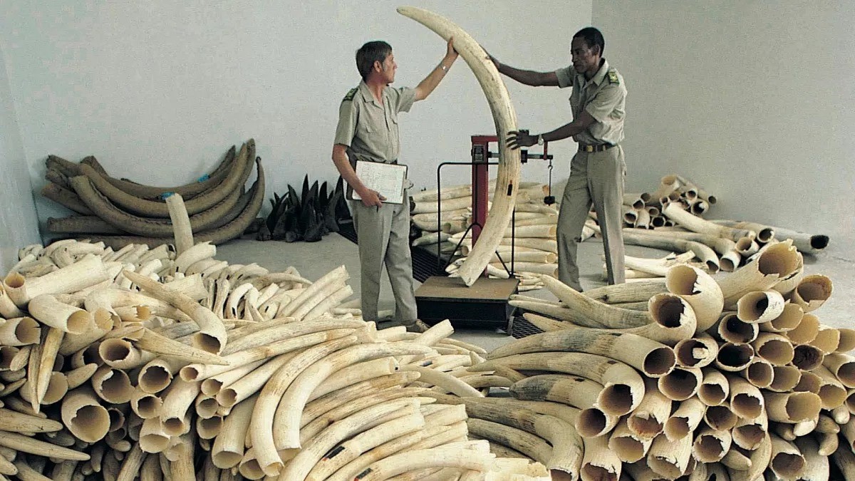 Nigeria Ivory Trafficking